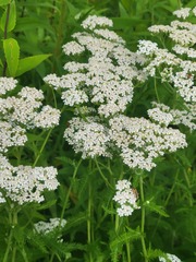 Chauliognathus marginatus