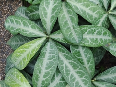 Breynia spatulifolia