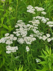 Chauliognathus marginatus
