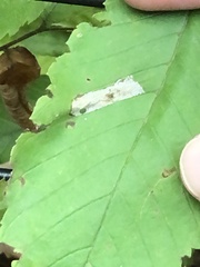 Phyllonorycter argentinotella