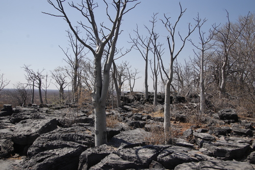 Image of Moringa ovalifolia by (c) Tony Rebelo, some rights reserved (CC BY-SA)