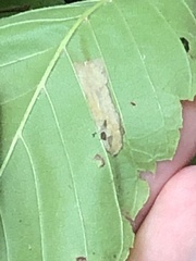 Phyllonorycter argentinotella