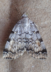 Idia americalis