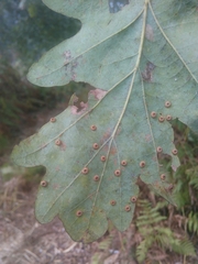 Neuroterus numismalis