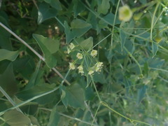 Commicarpus scandens