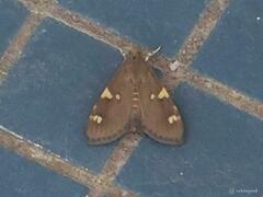 Rehimena phrynealis