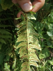 Polystichum lonchitis