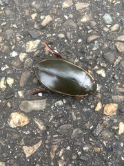 Cybister lateralimarginalis