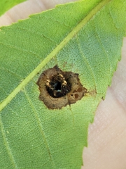 Arthropoda