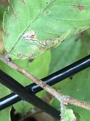 Stigmella apicialbella