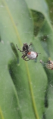 Araneidae