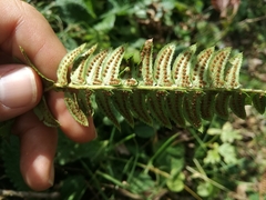 Polystichum lonchitis