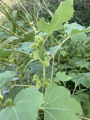 Xanthium strumarium