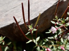 Epilobium hohuanense