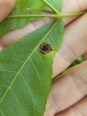 Arthropoda