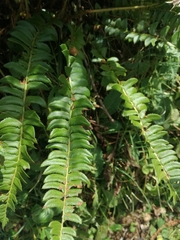 Polystichum lonchitis