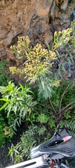 Baccharis salicifolia