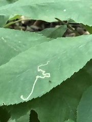 Stigmella betulicola
