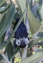 Capnodis tenebrionis