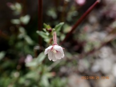 Epilobium hohuanense