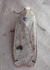 Noctua pronuba
