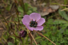 Drosera pauciflora