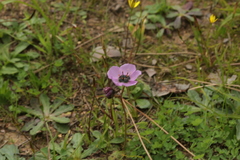 Drosera pauciflora