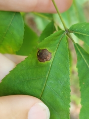 Arthropoda