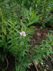 Gratiola officinalis