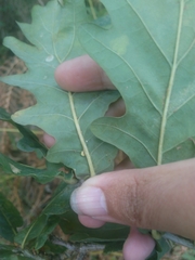 Neuroterus anthracinus