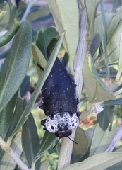 Capnodis tenebrionis