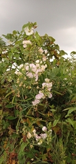Lathyrus latifolius