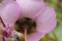Drosera pauciflora