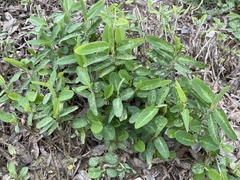 Alysicarpus ovalifolius