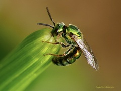 Augochlorella aurata