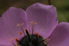 Drosera pauciflora