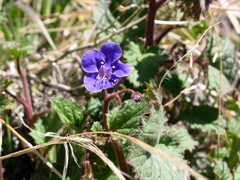 Phacelia minor