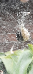 Cyrtophora citricola