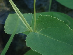 Guardiola platyphylla