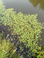 Nymphoides peltata