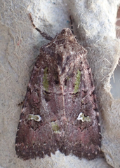 Lacinipolia renigera