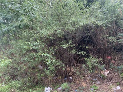 Prunus spinosa