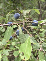 Prunus spinosa