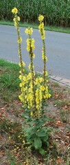 Verbascum phlomoides