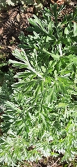 Artemisia sieversiana