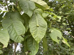 Chinavia