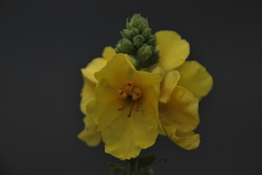 Verbascum phlomoides