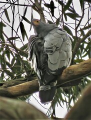 Polyboroides typus typus