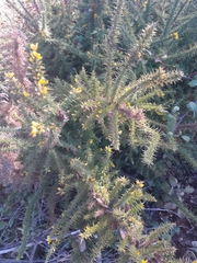 Ulex minor