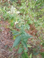 Vincetoxicum hirundinaria